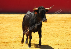 TENTA NA GANADARIA S.TORCATO 
